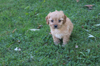 Cavapoo