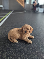 Cavapoo