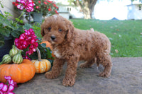 Cavapoo