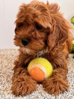 Cavapoo