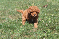 Cavapoo