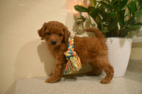 Cavapoo