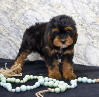 Cavapoo