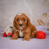 Cavapoo