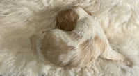 Cavapoo