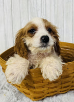 Cavapoo