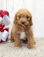  Cavapoo