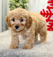  Cavapoo