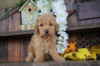 Cavapoo