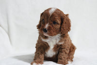 Cavapoo