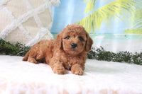 Cavapoo