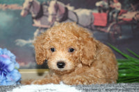 Cavapoo