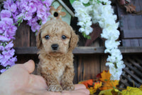 Cavapoo