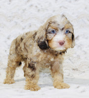 Cavapoo