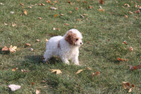 Cavapoo