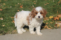 Cavapoo