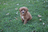 Cavapoo