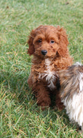 Cavapoo