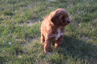 Cavapoo