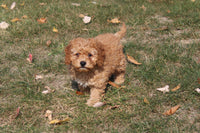 Cavapoo