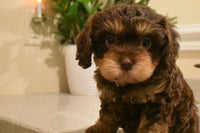 Cavapoo