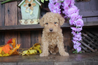 Cavapoo