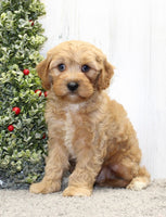  Cavapoo