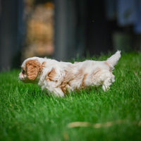 Cavapoo