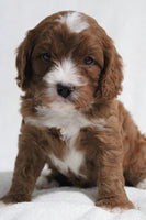 Cavapoo