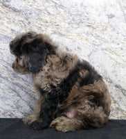 Cavapoo