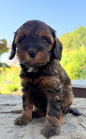 Cavapoo