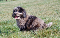 Cavapoo