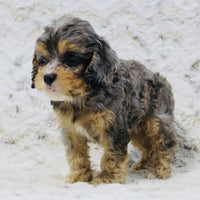 Cavapoo