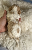 Cavapoo