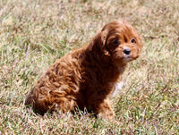 Cavapoo