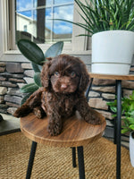 Cavapoo