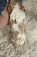 Cavapoo