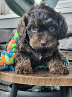  Cavapoo