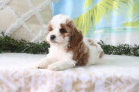 Cavapoo
