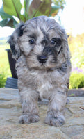 Cavapoo