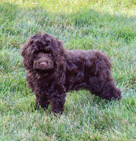 Cockapoo