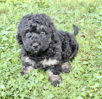 Cockapoo