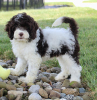 Cockapoo