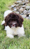 Cockapoo