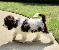 Cockapoo