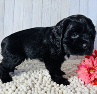  Cocker Spaniel