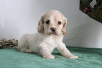 Cocker Spaniel