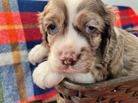 Cocker Spaniel