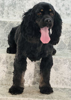 Cocker Spaniel