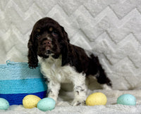  Cocker Spaniel